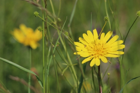 Foto Amarelo flores flor planta com flor
