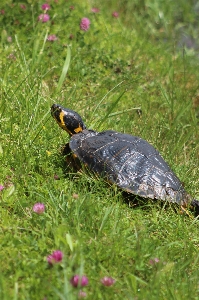 Frog turtle pond reptile Photo