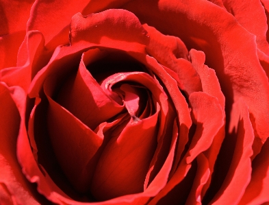 Rose red flower bloom Photo