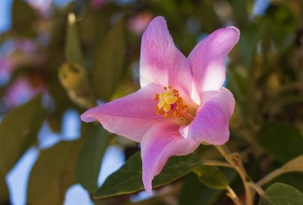 Blume blühende pflanze
 blütenblatt rosa Foto