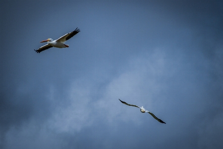 Photo Des oiseaux nature oiseau ciel