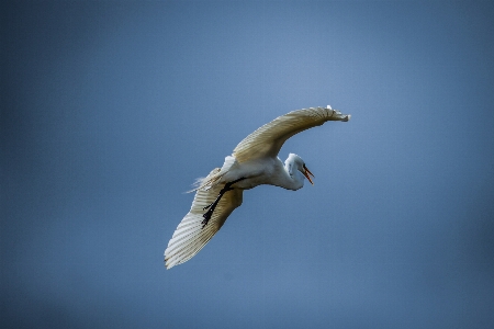 Foto Burung-burung alam burung paruh