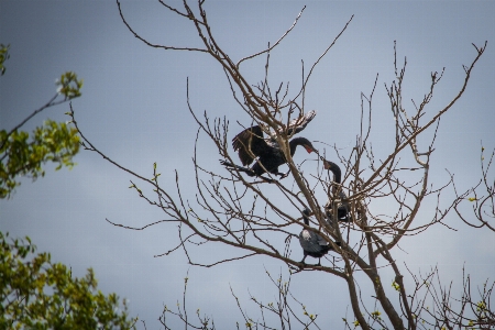 Foto Aves naturaleza rama árbol