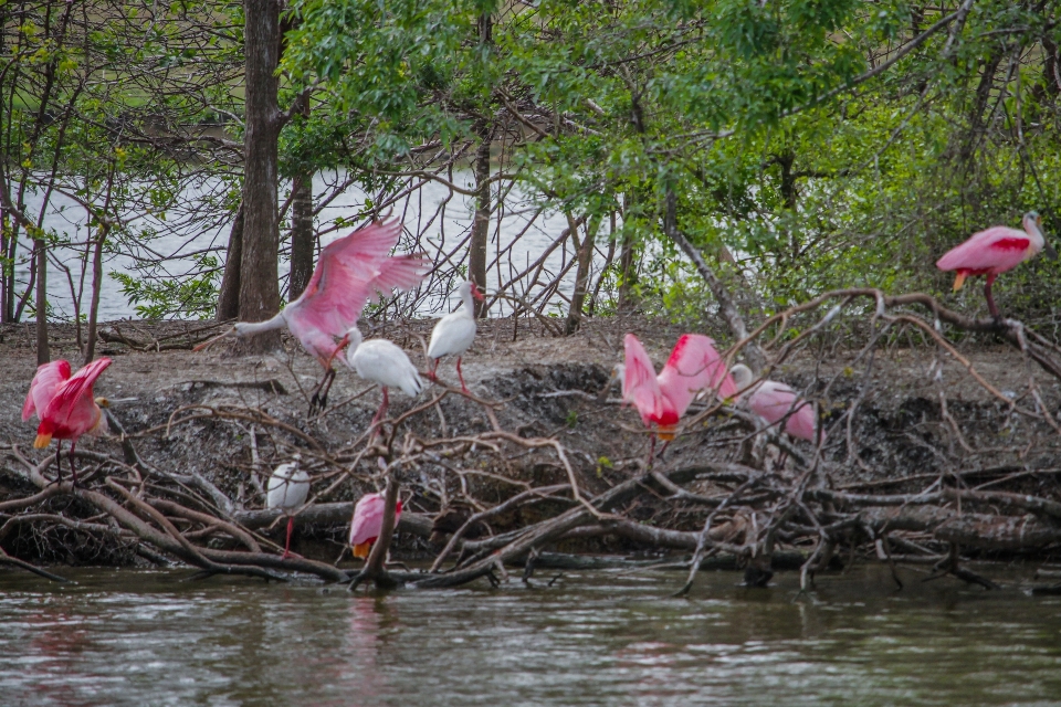 Uccelli natura rosa uccello