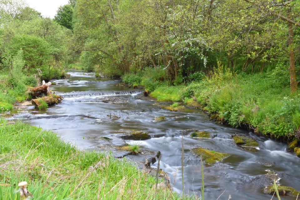 Eau plan d'eau
 stream zone riveraine
