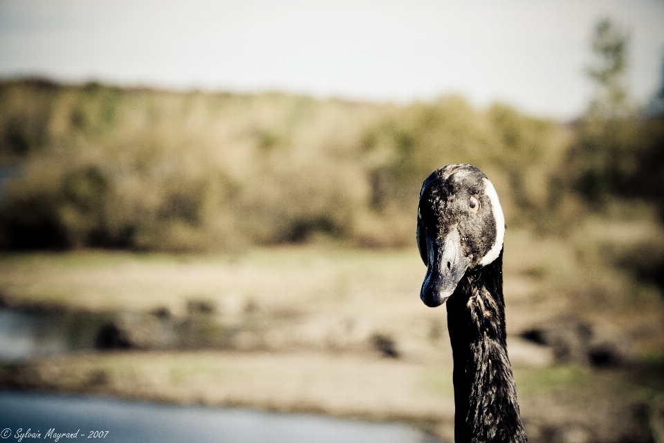 Kanada gans wasser tierwelt