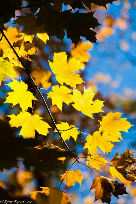 Naturale albero foglia giallo