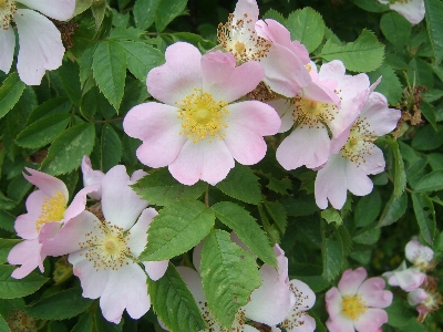 Common dog rose flower Photo