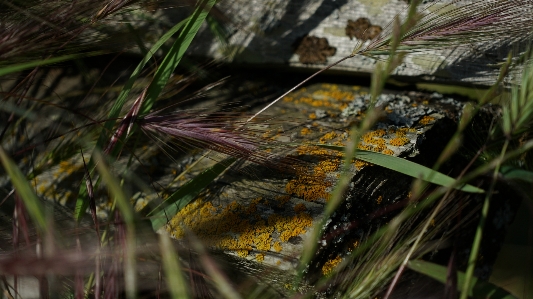 Lichen grass moss weed Photo