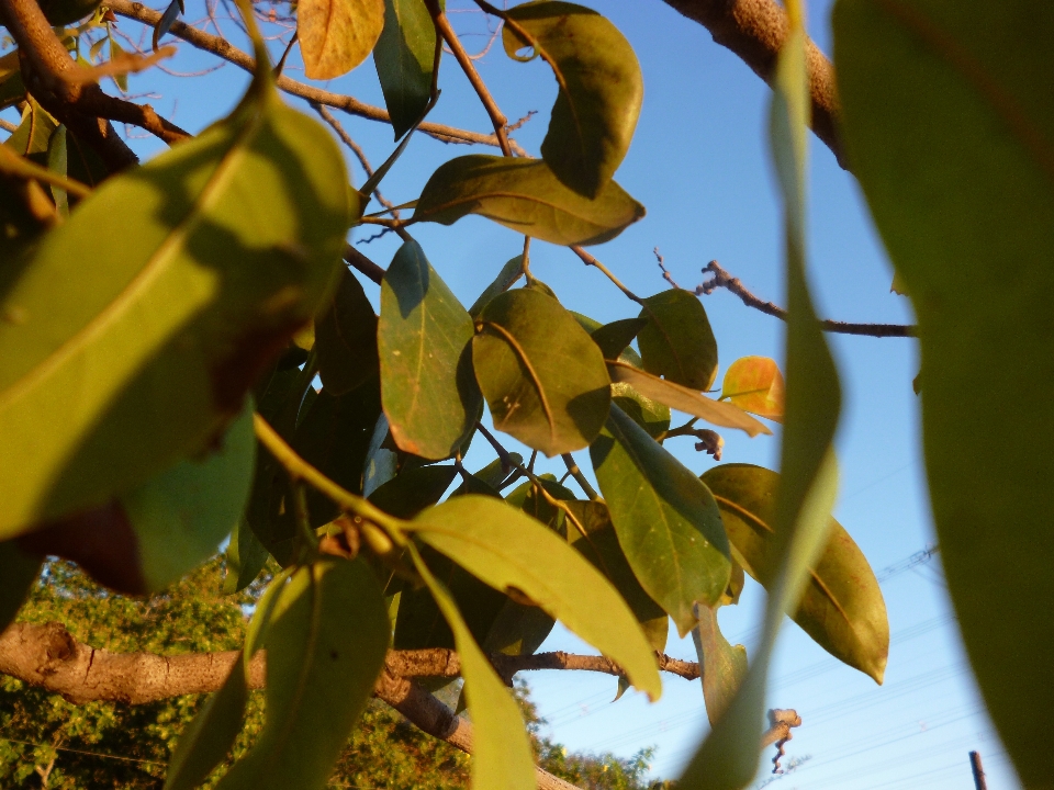 Plantas cielo sol día