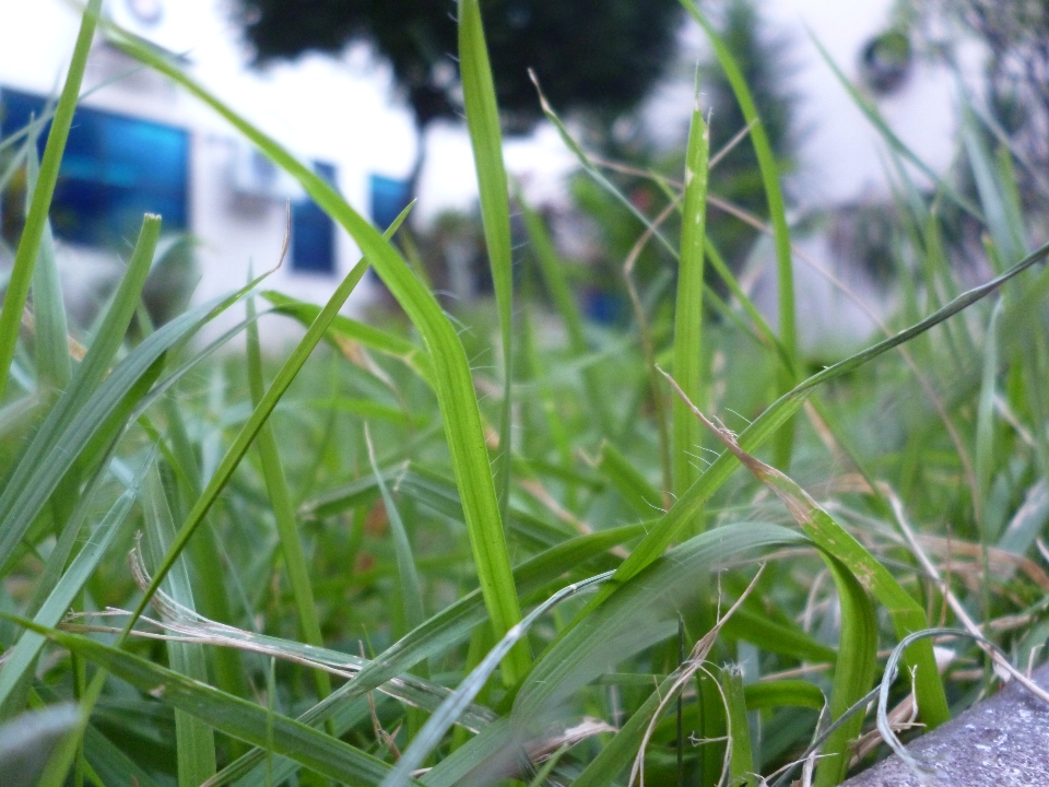 Green focus grass leaves