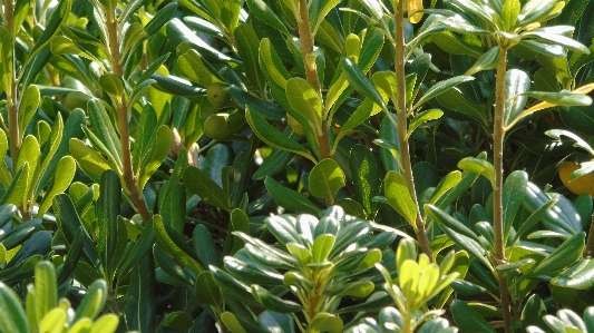 Foto Assedio pianta fiorita
 fiore