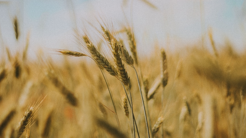 Nature flower plant rye