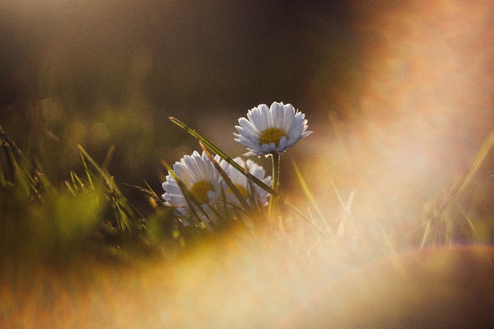 Chamomile sunset nature flower