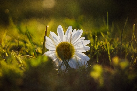 Flower sun sunset grass Photo