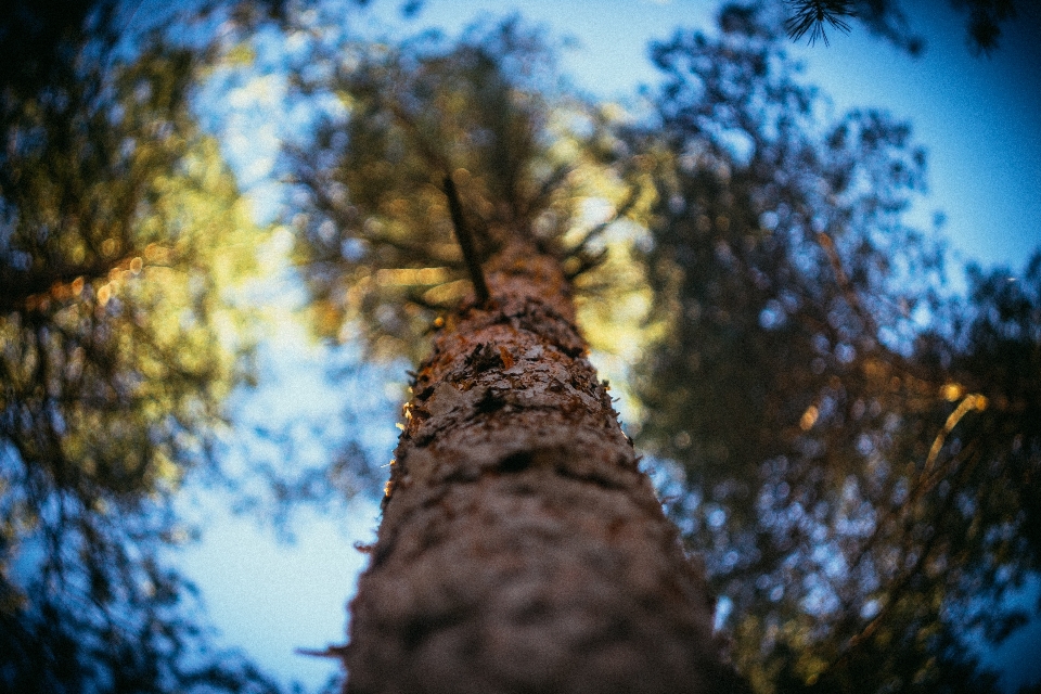 Des arbres arbre forêt coucher de soleil