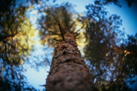 Trees tree forest sunset Photo