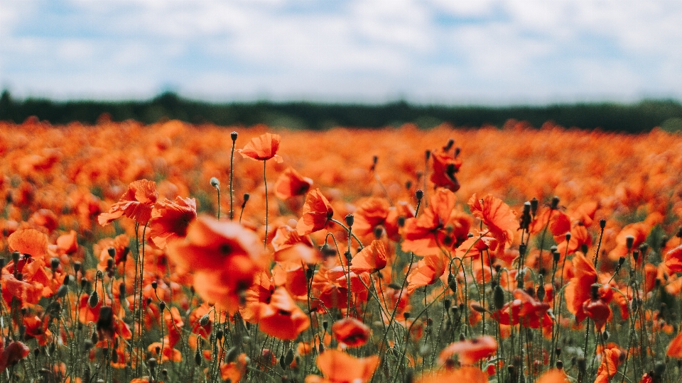 Coquelicot champ rouge fleur