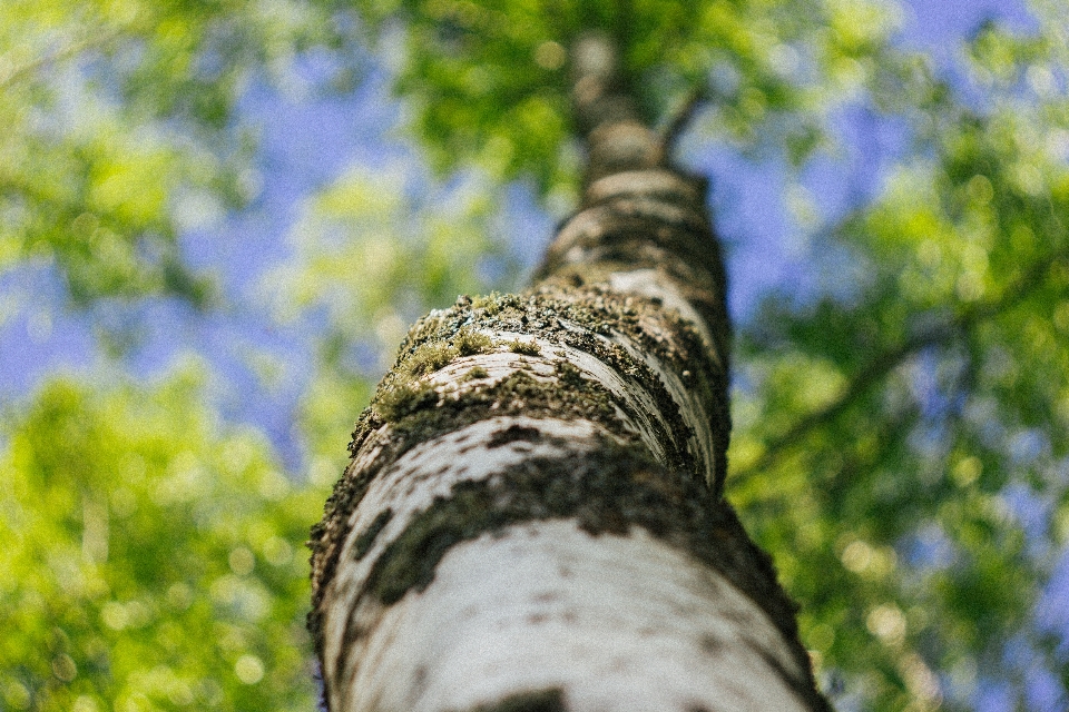 Arbre tronc vert bifurquer