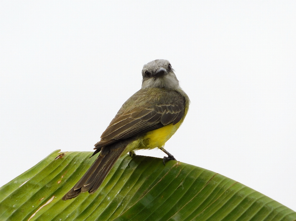 Nikon
 b500
 oiseau le bec