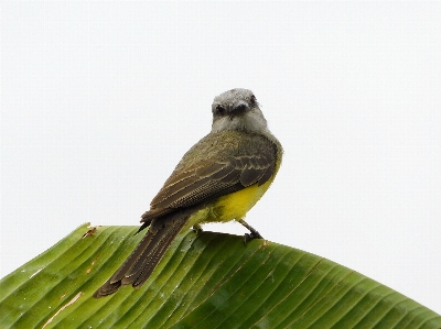 Nikon b500 bird beak Photo