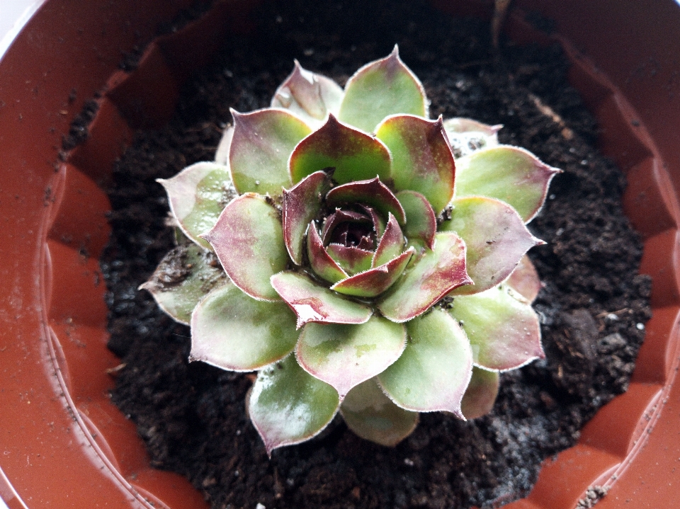 花 エケベリア
 植物 植木鉢