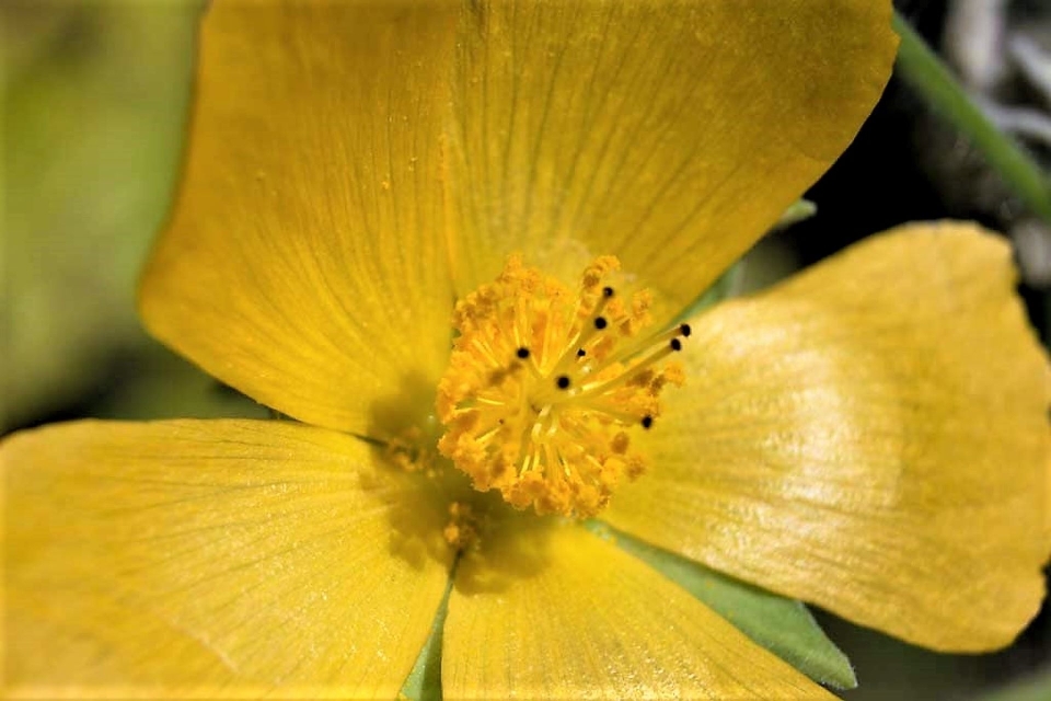 Flor planta floreciendo
 pétalo amarillo