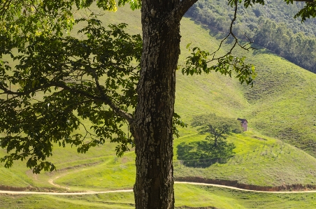 Nature tree country green Photo