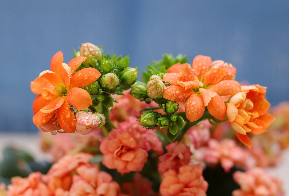 Kalanchoe blossfeldiana
 çiçek çiçekli bitki
 bitki