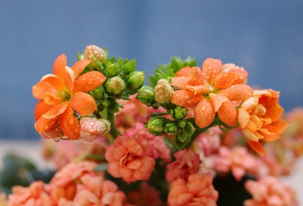 Kalanchoe blossfeldiana flower flowering plant Photo