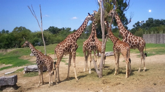 Giraffes zoo wild animals giraffe Photo