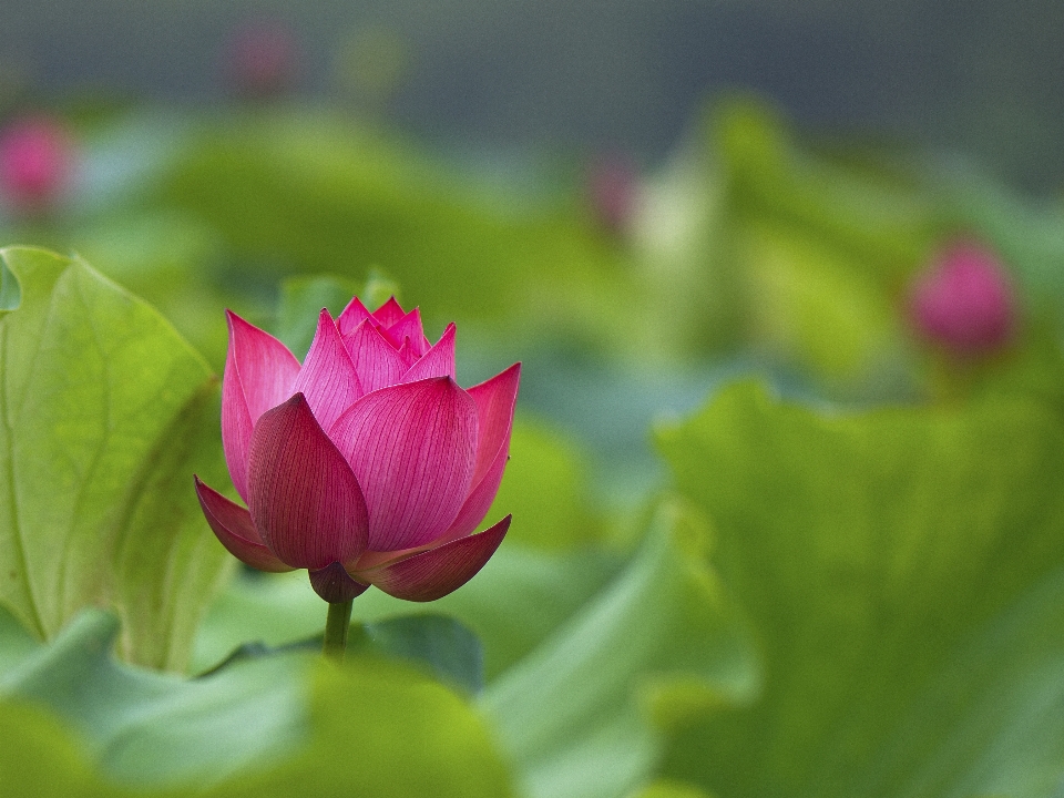 莲花 花 开花植物 神圣的莲花