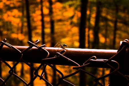 Nature wire fencing fence branch Photo