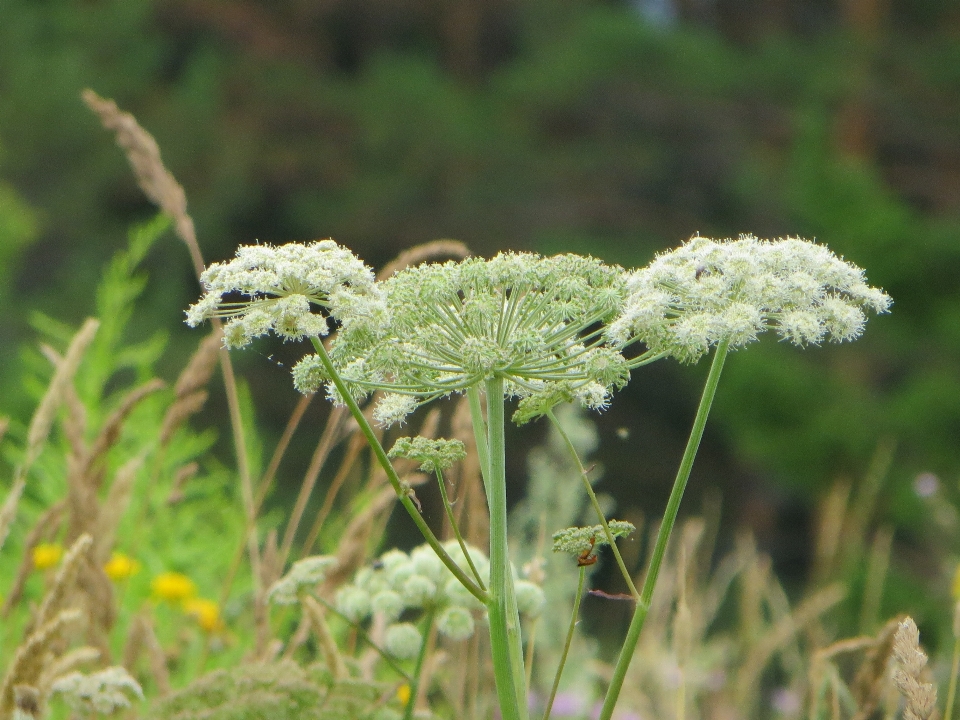 Summer field grass flowers