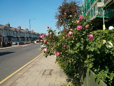 Flowers street roses pink Photo