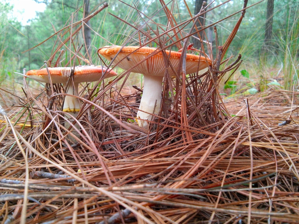 Fungo
 suolo foglie di pino
 foresta