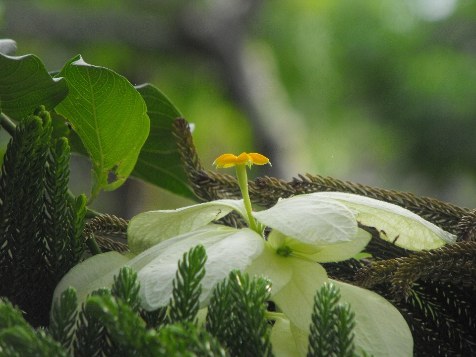 Flor bosque pino leaf