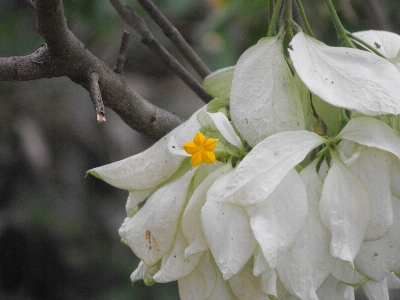 Foto Flor
 estrella
 bosque
 bunga