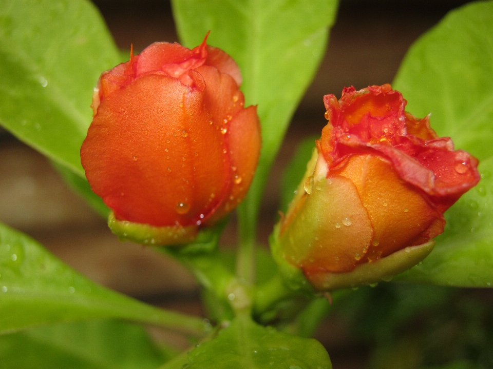 花 仙人掌 开花植物 芽