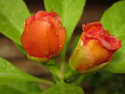 Flower cactus flowering plant bud Photo