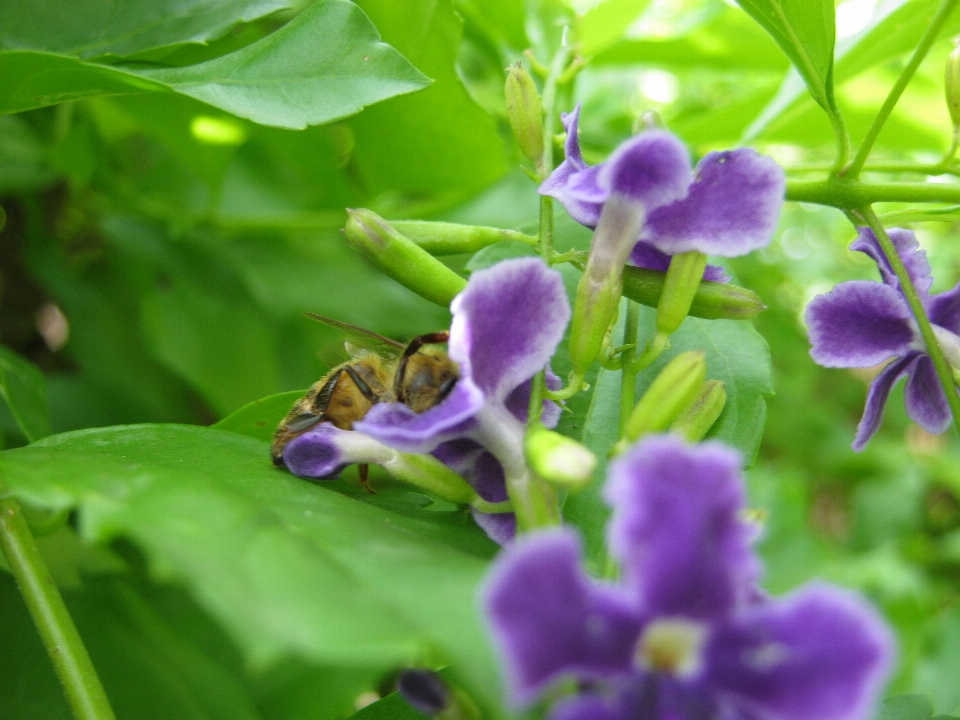 蜂 花 開花植物
 紫