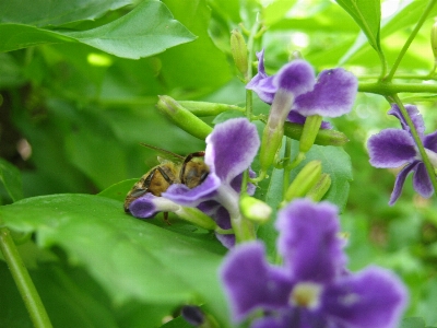 Bee flower flowering plant purple Photo