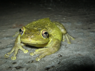 蛙 両生類 ヒキガエル 本当のカエル
 写真