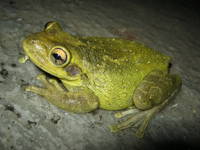 蛙 両生類 ヒキガエル 本当のカエル
 写真