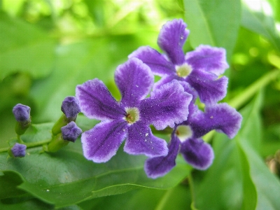 Flower violet flowering plant purple Photo