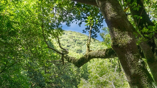 Foto Tumbuh-tumbuhan tanaman pohon hutan