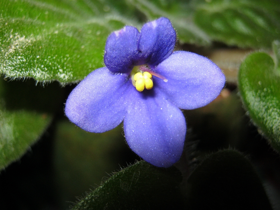 Fiore viola pianta fiorita
 alpino