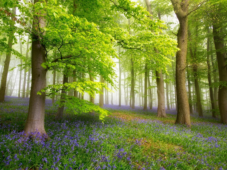 A floresta
 paisagem natural
 árvore pessoas na natureza
