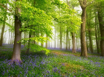 The forest natural landscape tree people in nature Photo