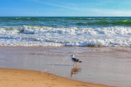 Sea seagull wave beach Photo